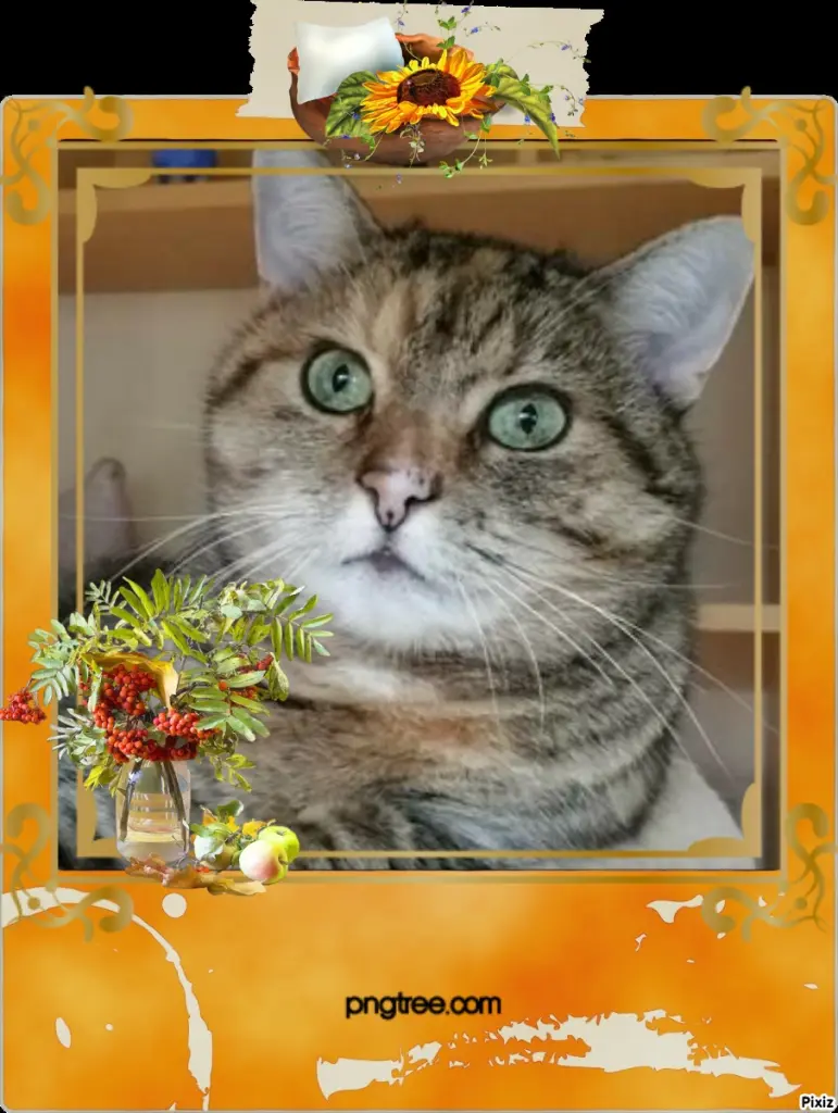 Condolence image of Tanja mit Timmy im Herzen 