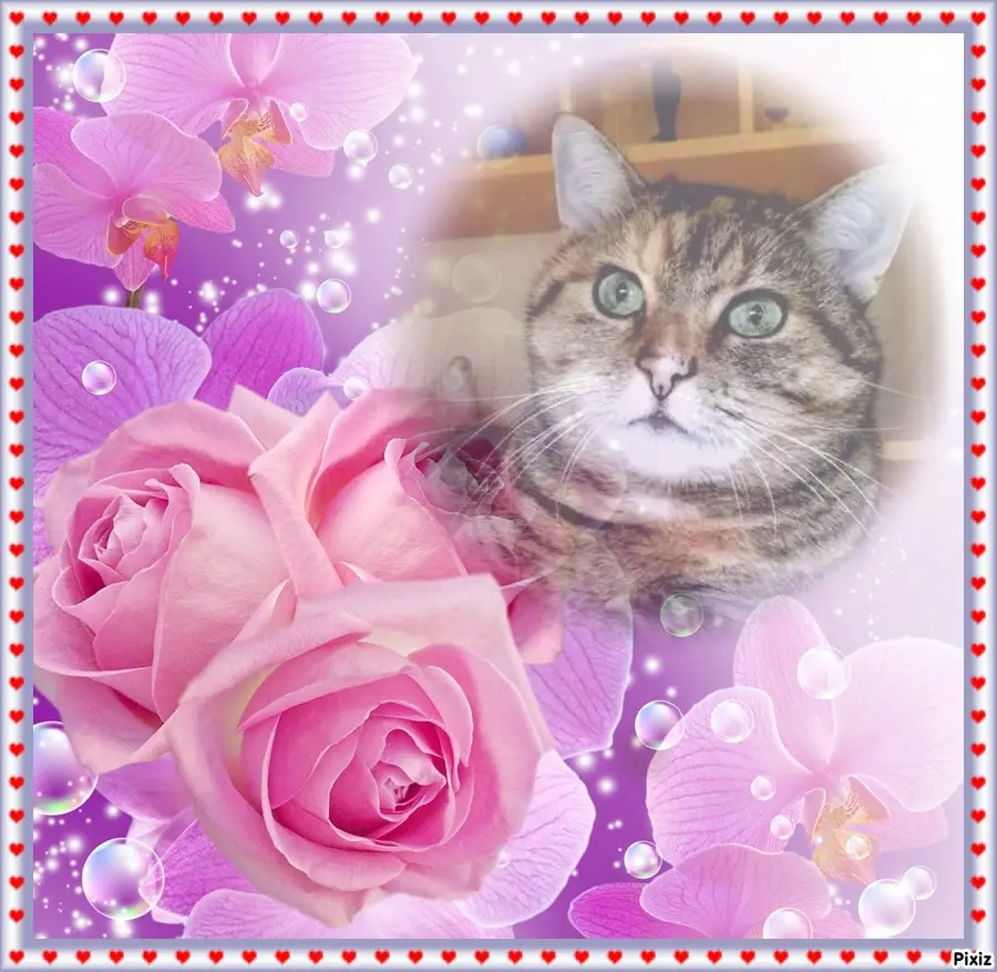 Condolence image of Tanja mit Timmy im Herzen 