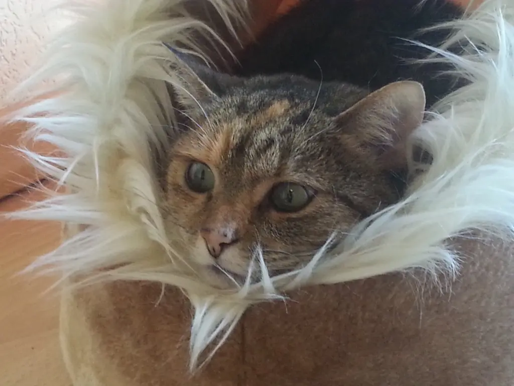 Condolence image of Daniela an ihr Engelchen Pauline 