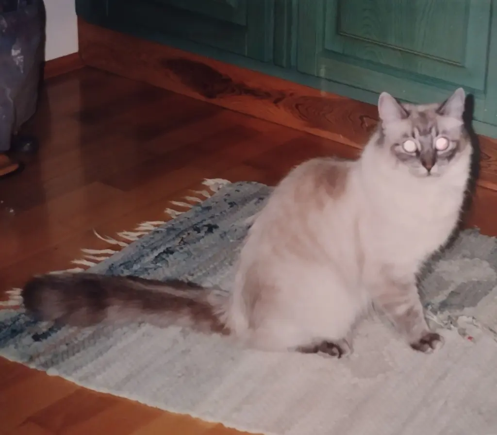 Condolence image of Corinna mit Emma, Pummelchen und anderen Sternlein im Herzen