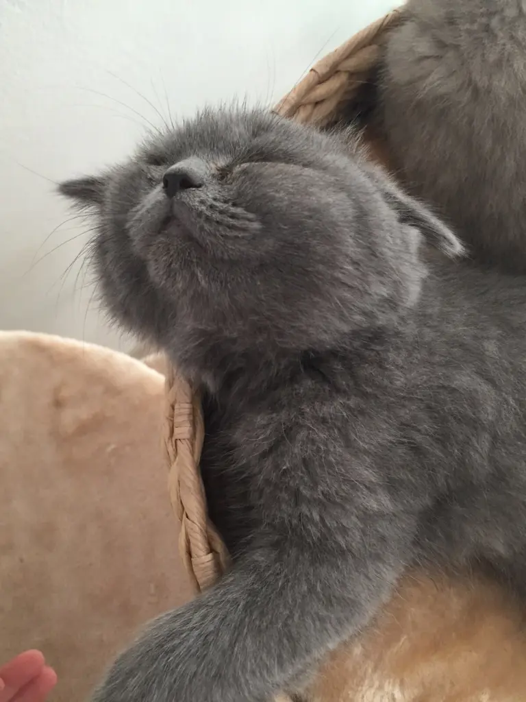 Condolence image of Sonja mit Emma