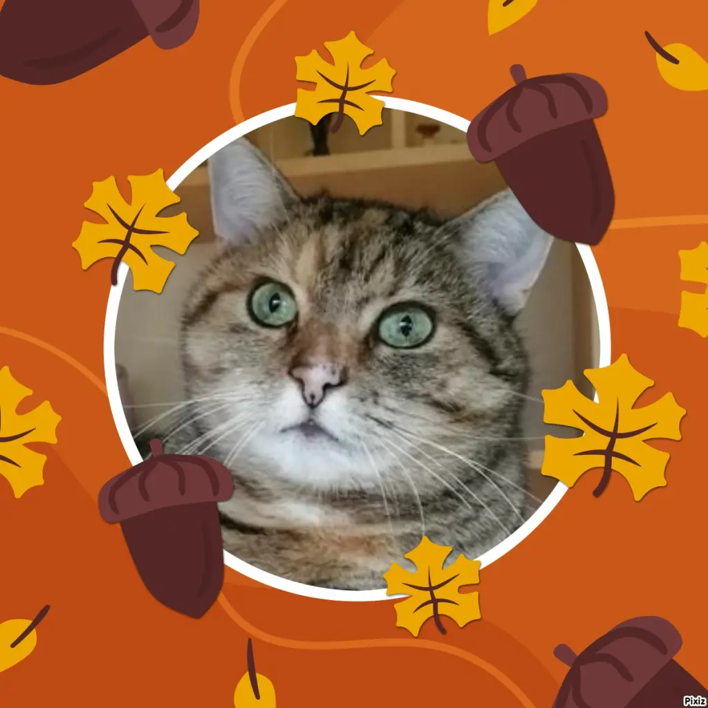 Condolence image of Tanja mit Timmy im Herzen