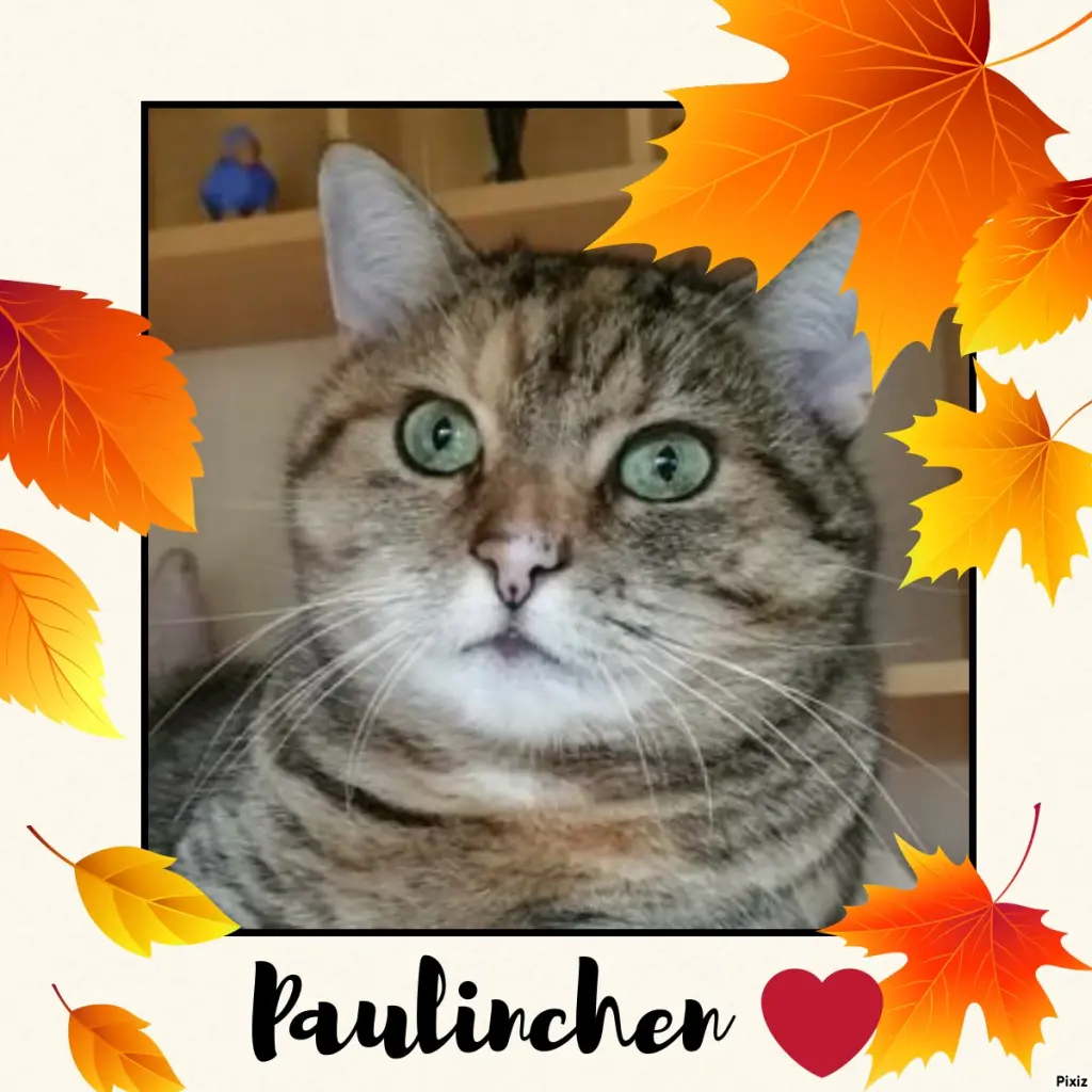 Condolence image of Tanja mit Timmy im Herzen