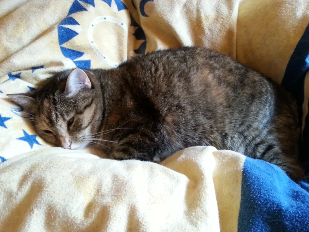 Condolence image of Schlaf gut mein Engel ❤️