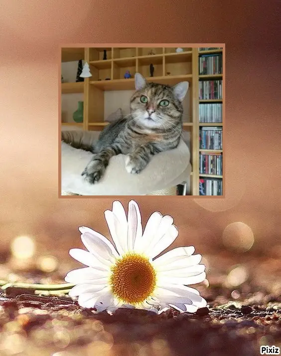 Condolence image of Tanja mit Timmy im Herzen 