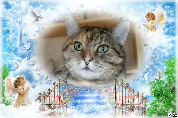 Condolence image of Tanja mit Timmy im Herzen 