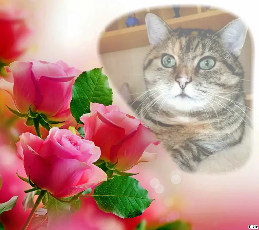 Condolence image of Tanja mit Timmy im Herzen 