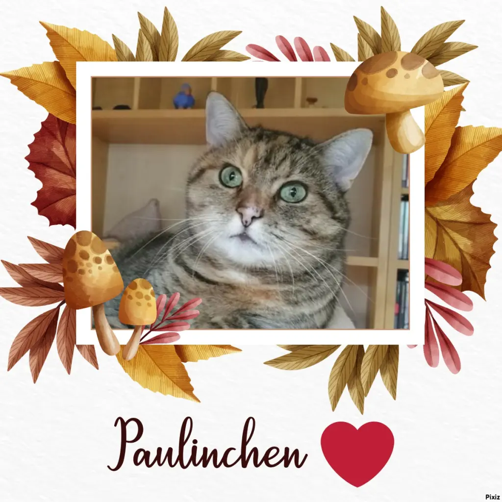 Condolence image of Tanja mit Timmy im Herzen 