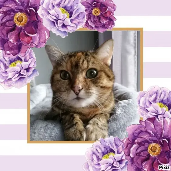 Condolence image of Sternchenpost ⭐