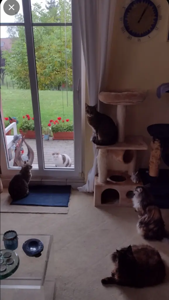 Condolence image of Corinna mit Emma, Pummelchen und anderen Sternlein im Herzen