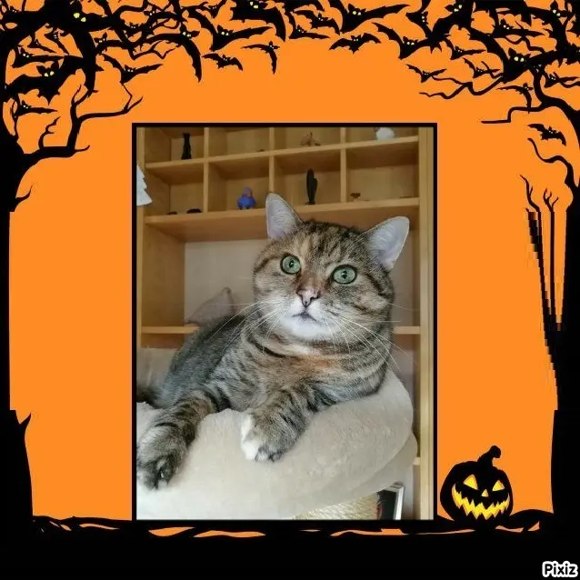 Condolence image of Tanja mit Timmy im Herzen 