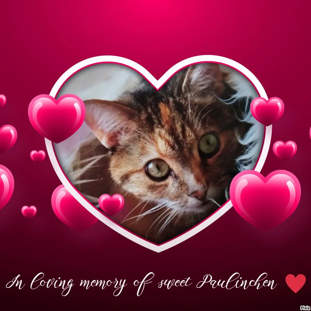 Condolence image of Für das kleine Geburtstagssternchen Paulinchen ♥️