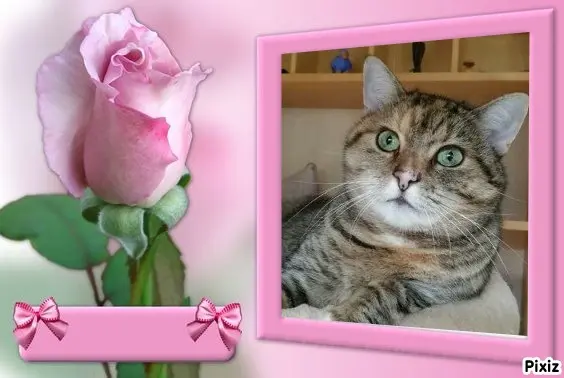 Condolence image of Tanja mit Timmy im Herzen