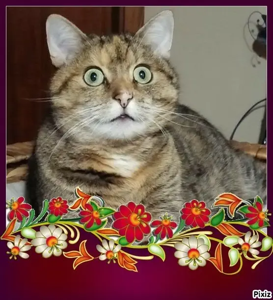 Condolence image of Tanja mit Timmy im Herzen 