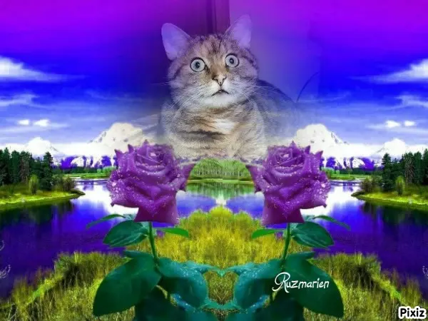 Condolence image of Tanja mit Timmy im Herzen 