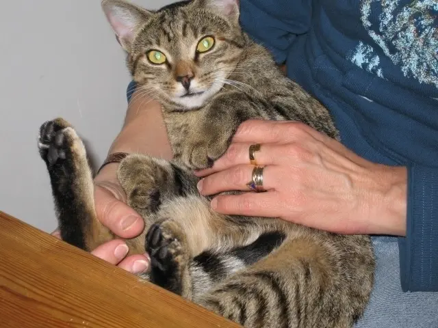 Condolence image of Elisabeth mit Marple im ♥