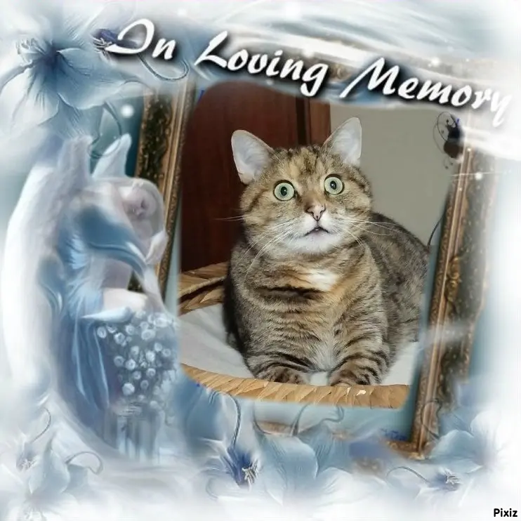 Condolence image of Tanja mit Timmy im Herzen 