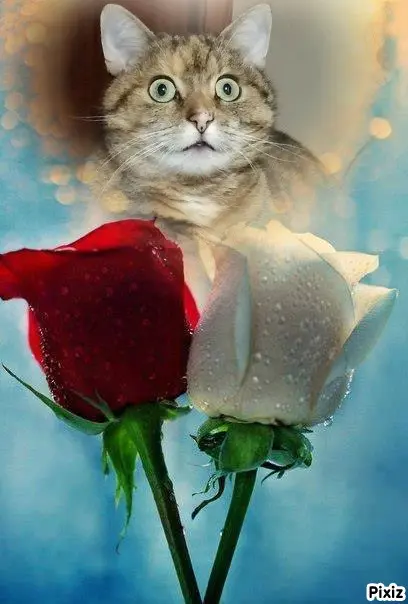 Condolence image of Tanja mit Timmy im Herzen 