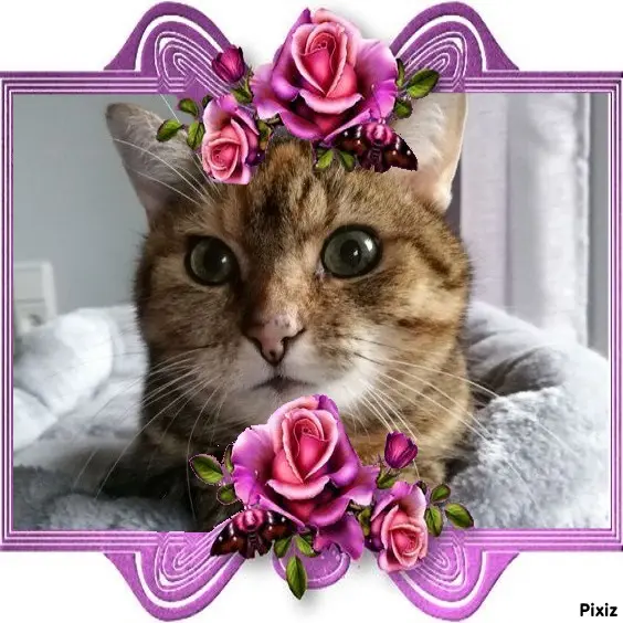 Condolence image of Patricia mit Bunny ❤️