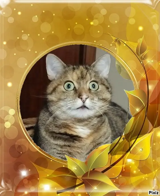 Condolence image of Tanja mit Timmy im Herzen