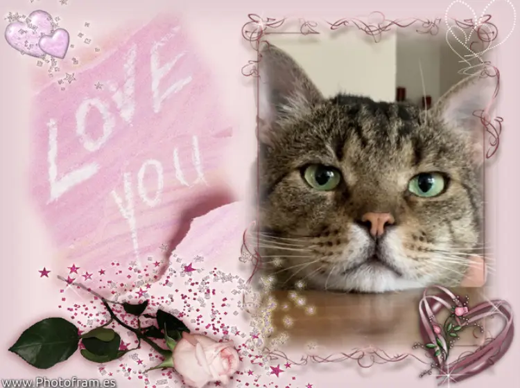 Condolence image of Carmen, Ravi und Zausi