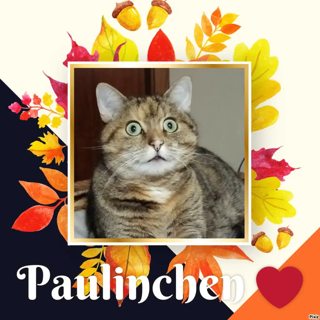 Condolence image of Tanja mit Timmy im Herzen