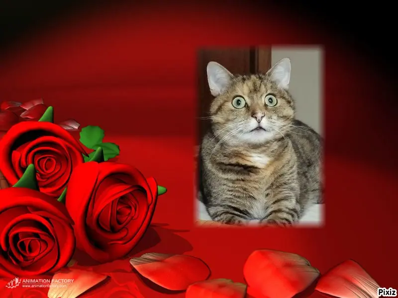 Condolence image of Tanja mit Timmy im Herzen