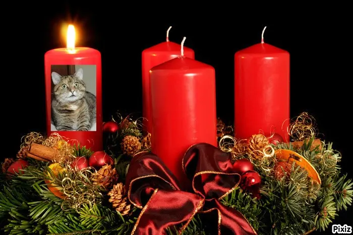 Condolence image of Tanja mit Timmy im Herzen 