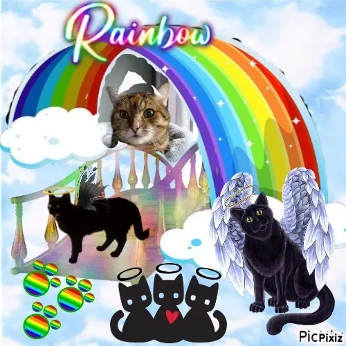 Condolence image of Sternchenpost ⭐