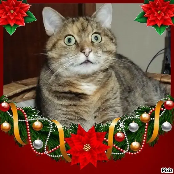 Condolence image of Tanja mit Timmy im Herzen 