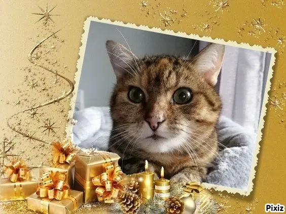 Condolence image of Patricia mit Bunny ❤️ 