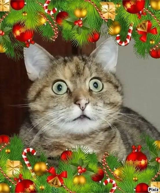 Condolence image of Tanja mit Timmy im Herzen 