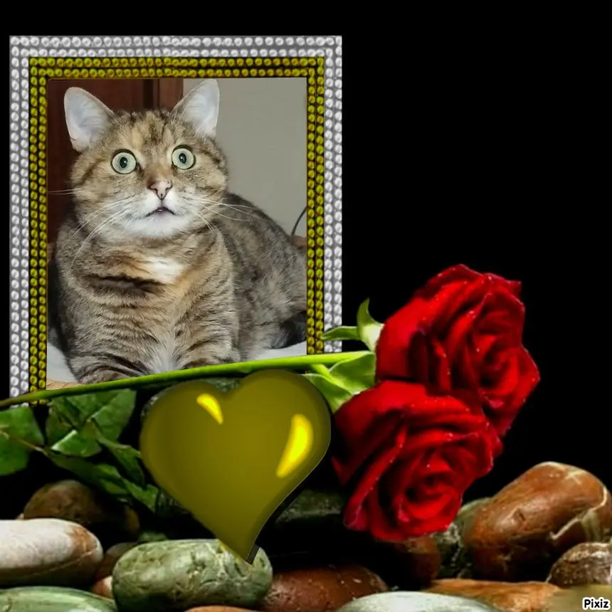 Condolence image of Tanja mit Timmy im Herzen 