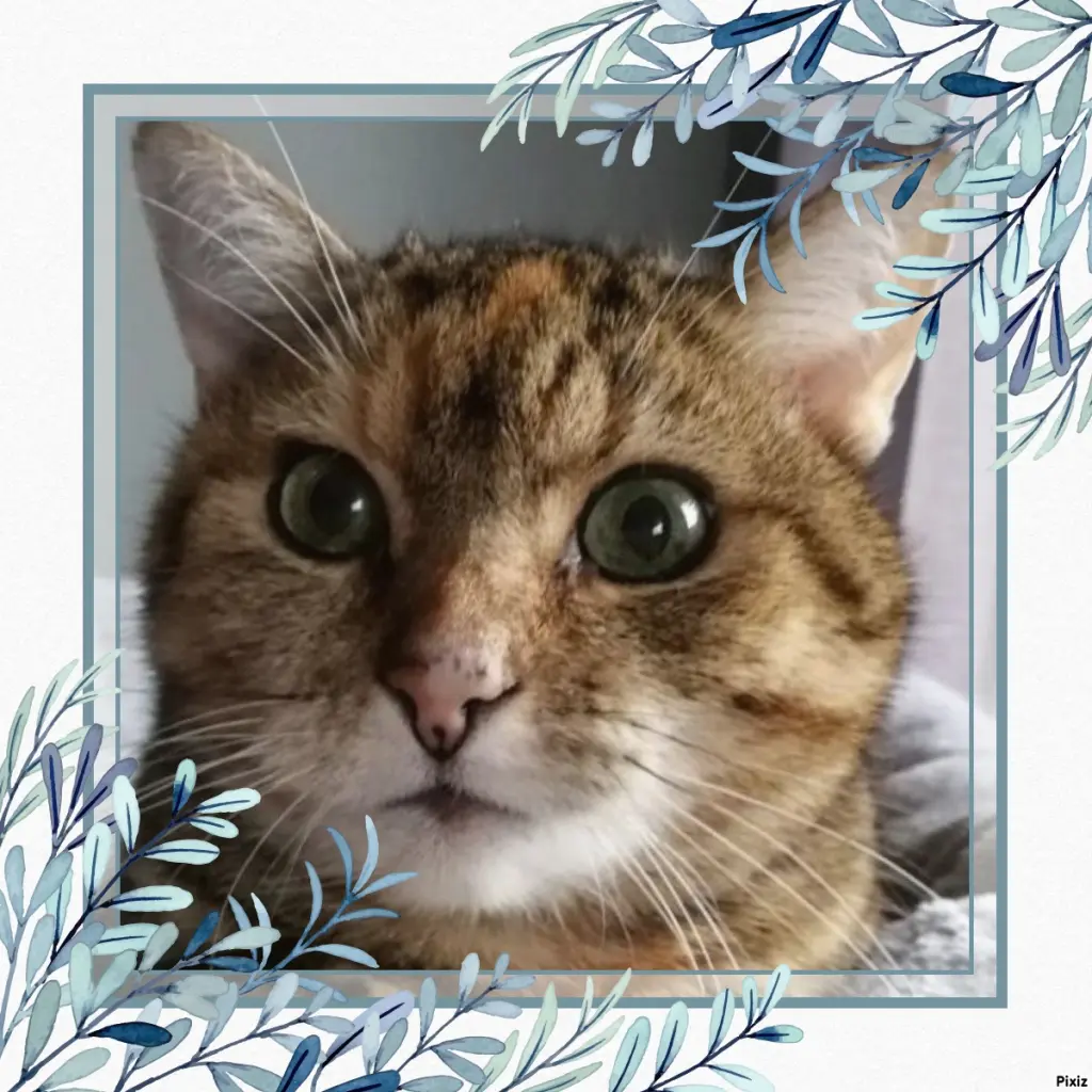 Condolence image of Patricia mit Bunny ❤️ 