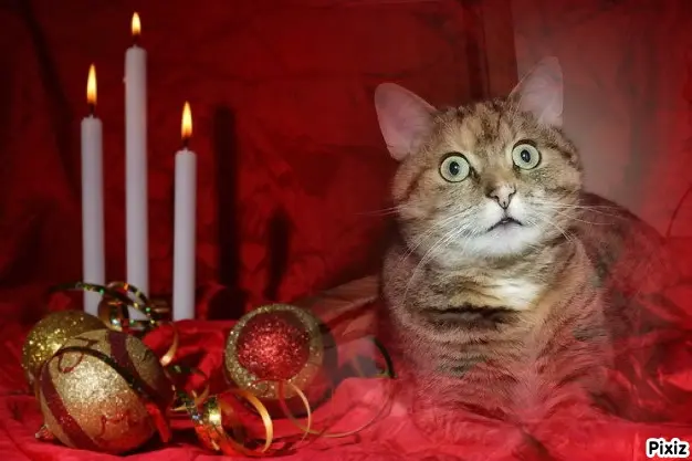 Condolence image of Tanja mit Timmy im Herzen 