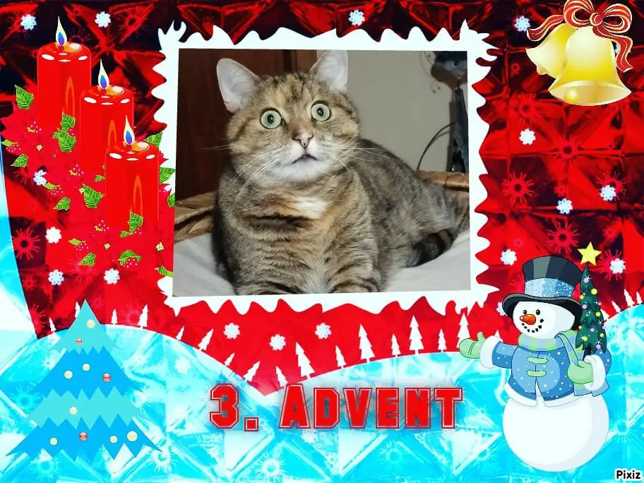 Condolence image of Tanja mit Timmy im Herzen 