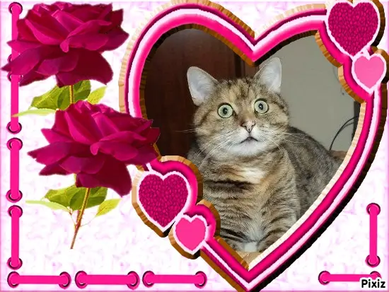 Condolence image of Tanja mit Timmy im Herzen 