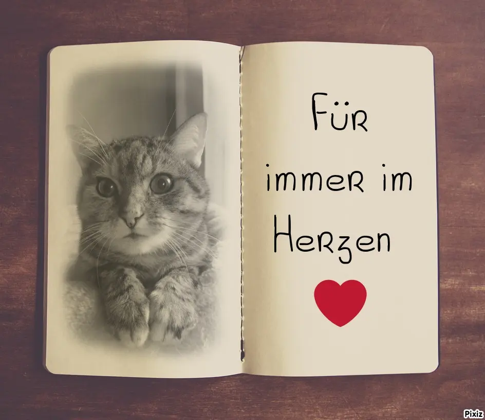 Condolence image of Patricia mit Bunny ❤️ 