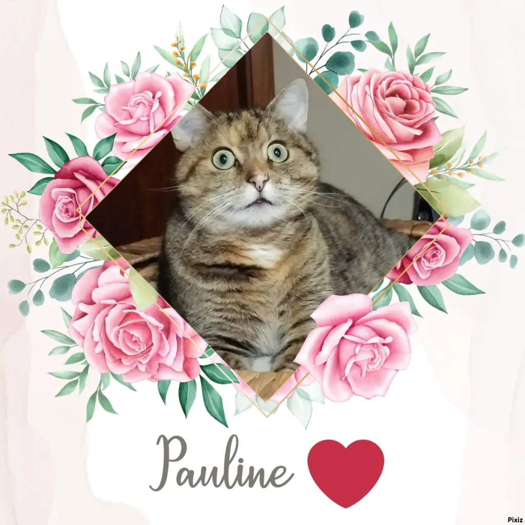 Condolence image of Tanja mit Timmy im Herzen 