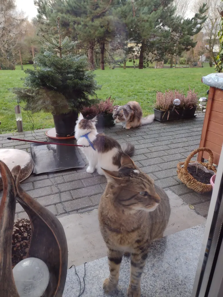 Condolence image of Corinna mit Emma, Pummelchen und anderen Sternlein im ❤️