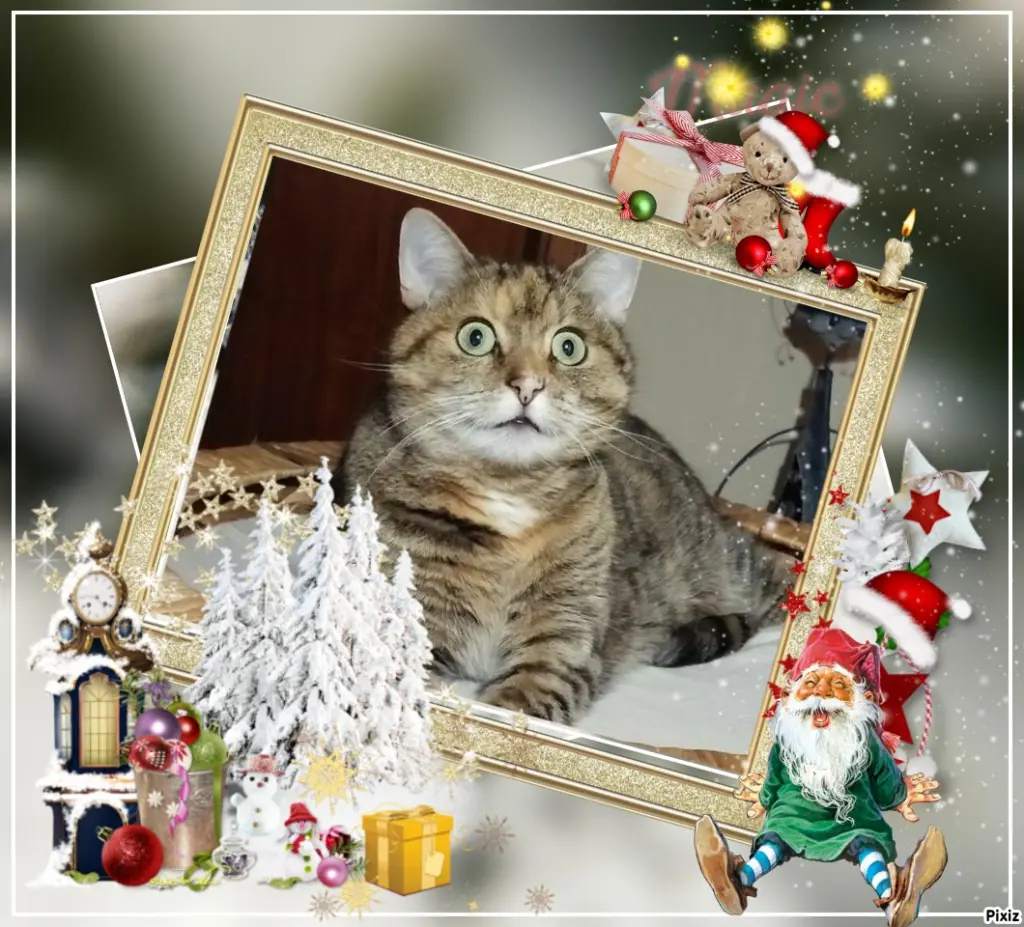 Condolence image of Tanja mit Timmy im Herzen 