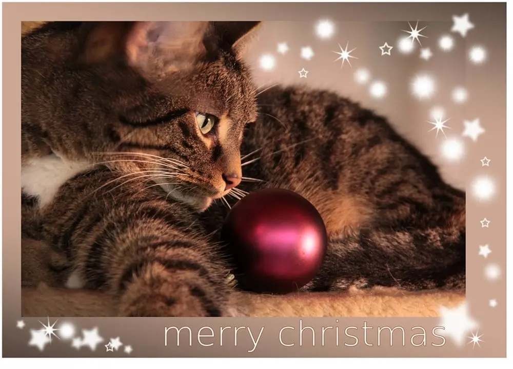 Condolence image of Katrin und Katzi im ❤️