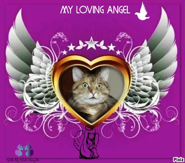 Condolence image of Tanja mit Timmy im Herzen