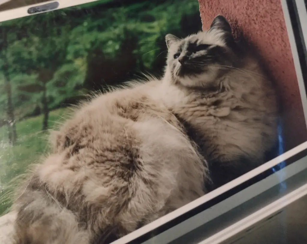 Condolence image of Corinna mit Emma, Pummelchen und anderen Sternlein im ❤️