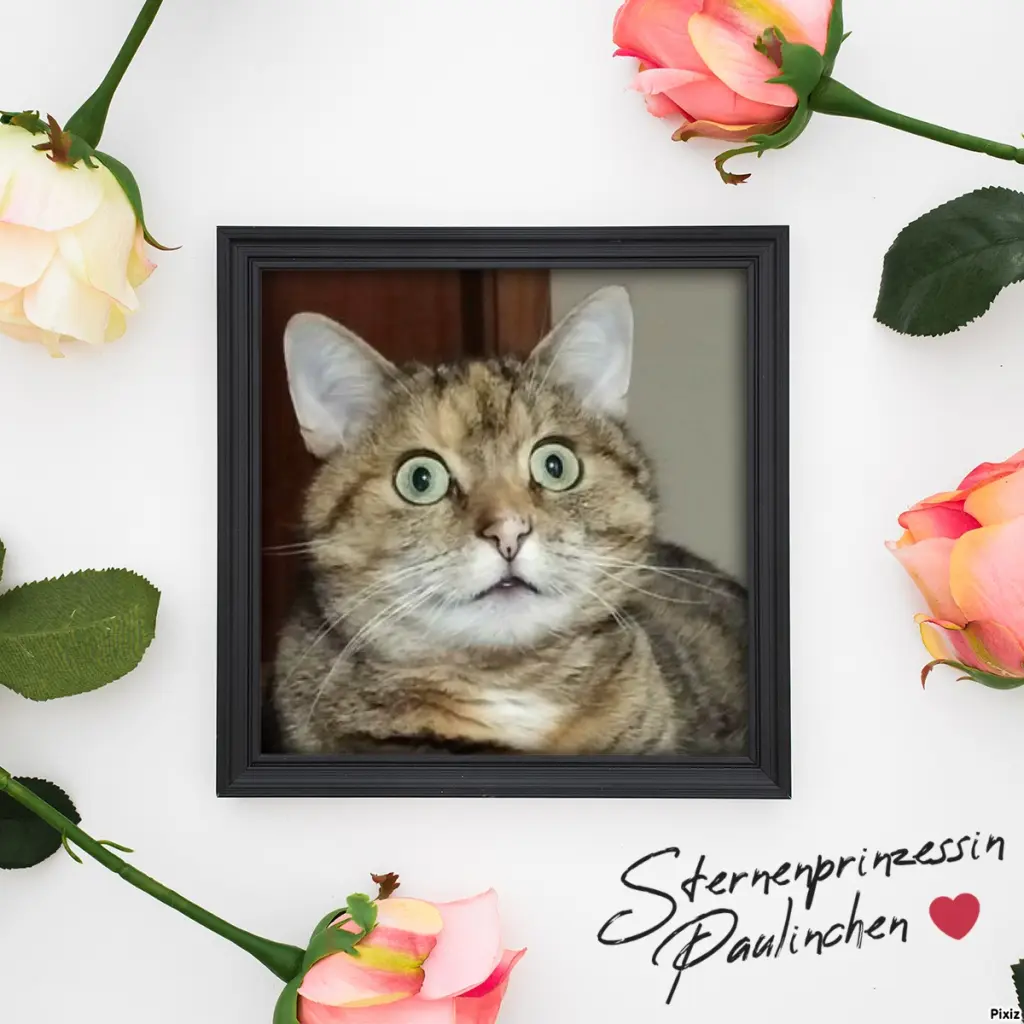 Condolence image of Tanja mit Timmy im Herzen