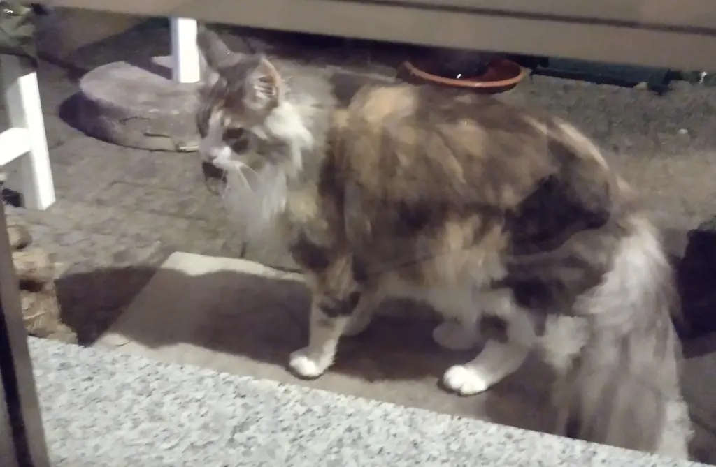 Condolence image of Corinna mit Emma, Pummelchen und anderen Sternlein im Herzen