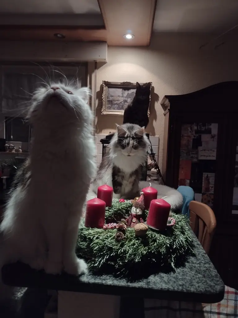 Condolence image of Corinna mit Emma, Pummelchen und anderen Sternlein im ❤️