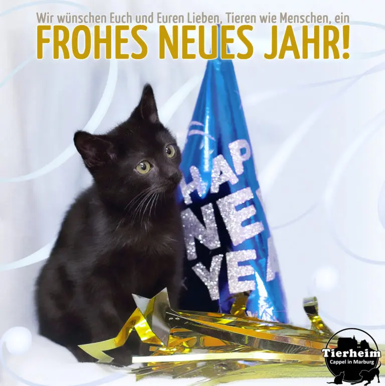 Condolence image of Katrin und Katzi im ❤️