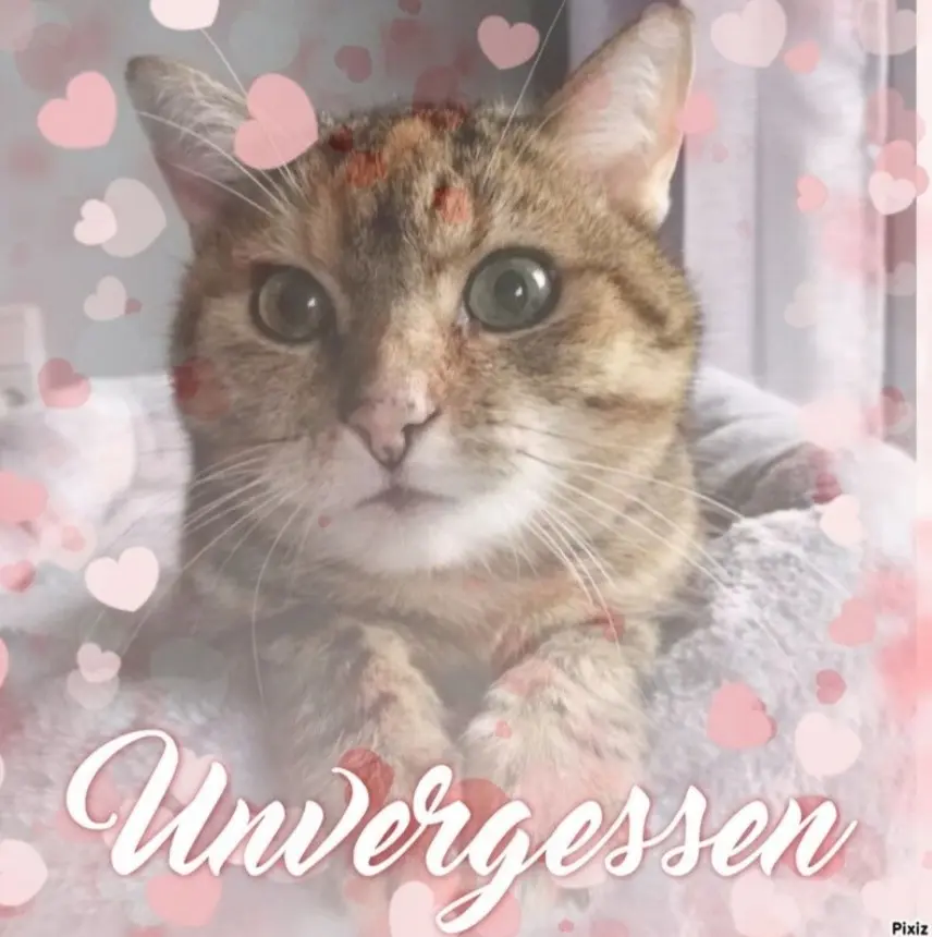 Condolence image of Meine erste Rose im neuen Jahr für dich ❤️