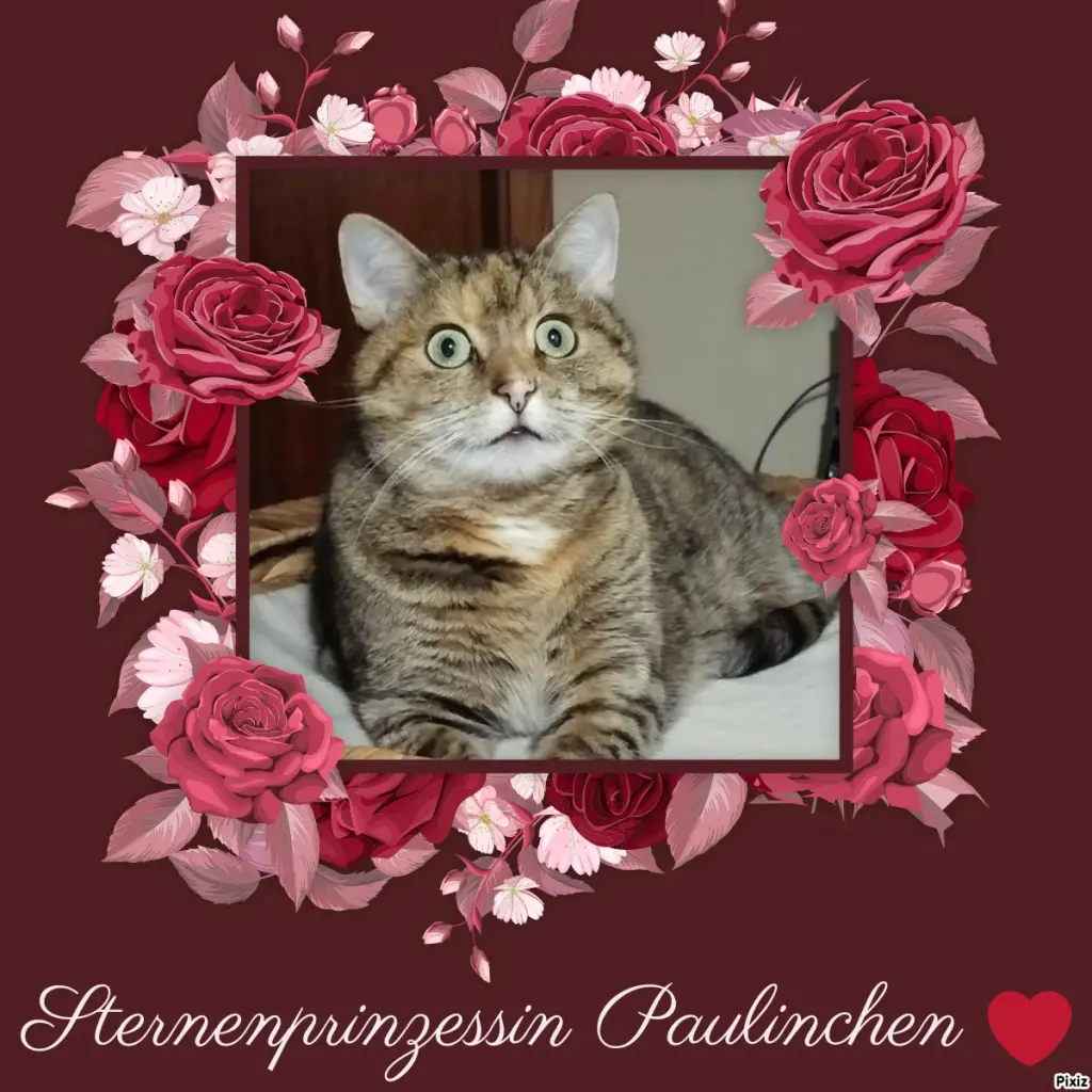 Condolence image of Tanja mit Timmy im Herzen 